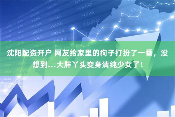 沈阳配资开户 网友给家里的狗子打扮了一番，没想到…大胖丫头变身清纯少女了！